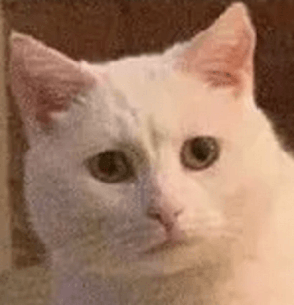 cat meme.png