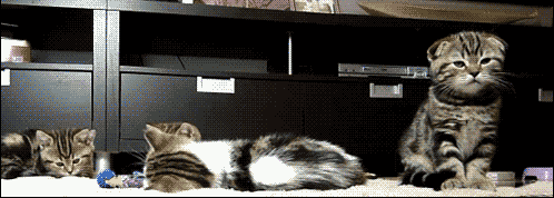 giphy.gif