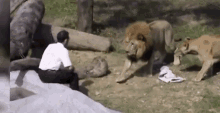 tenor (3).gif