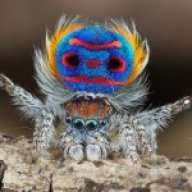 GlamSpider41