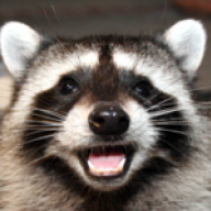 Coon