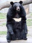 ReconBearz