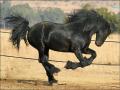 restiveblackhorse