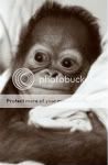 monkey.jpg