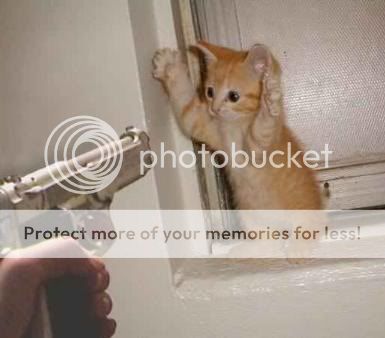 bd8dfwcat.jpg