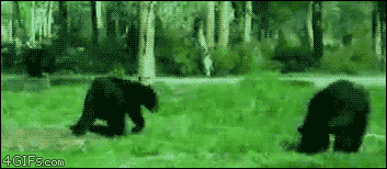 82980022.gif