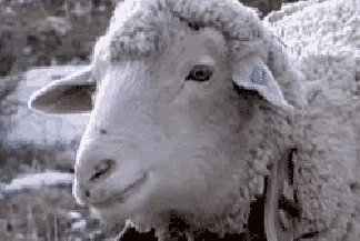 81526103.gif