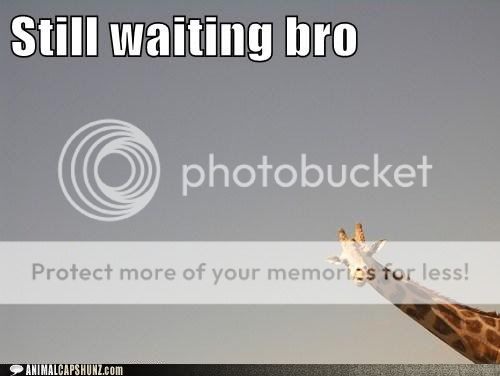 funny-animal-captions-still-waiting-bro.jpg